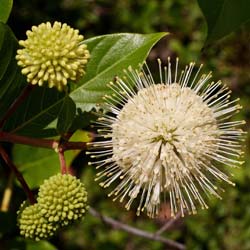 Cephalanthus occidental